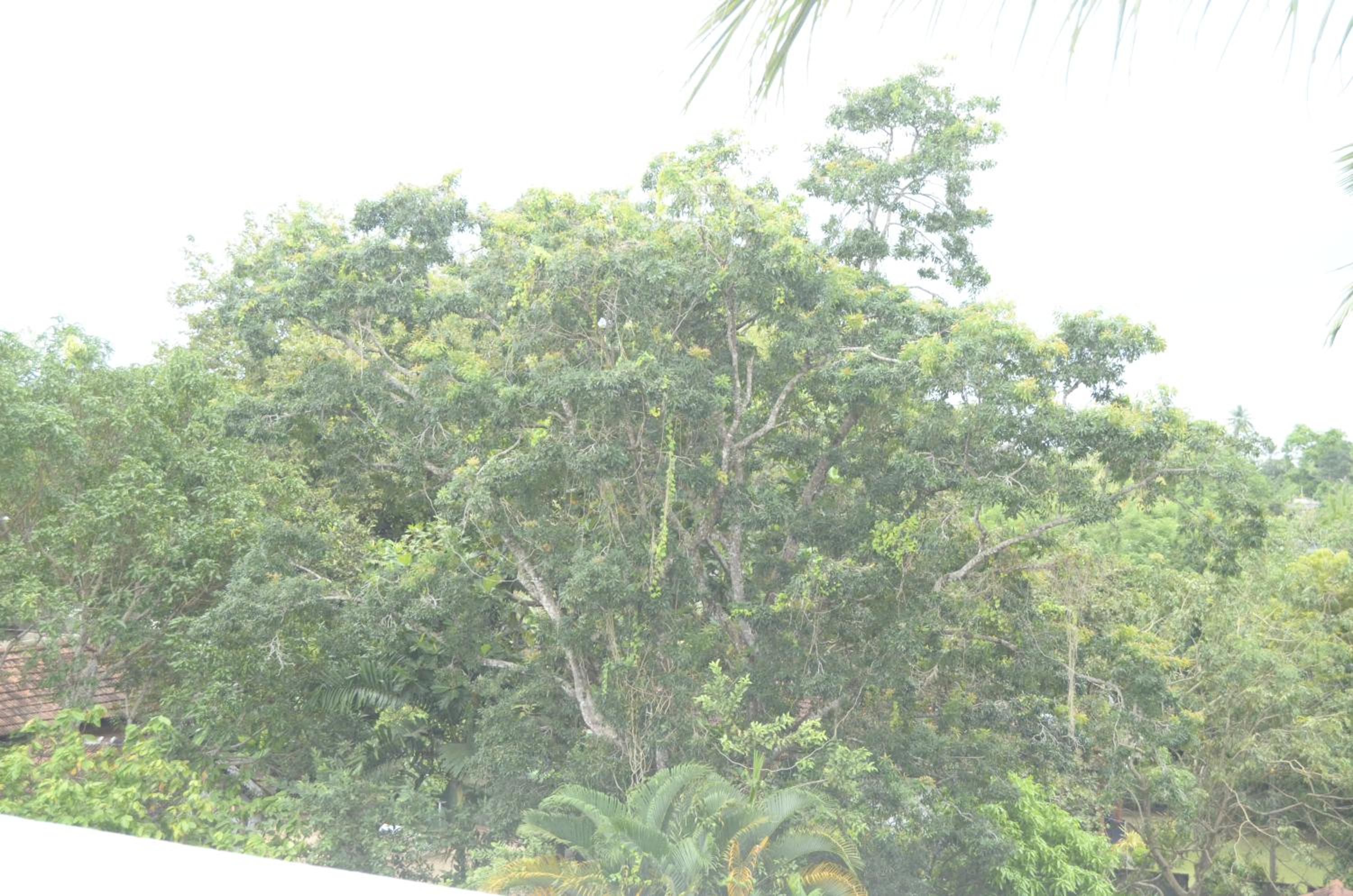 Photo 38