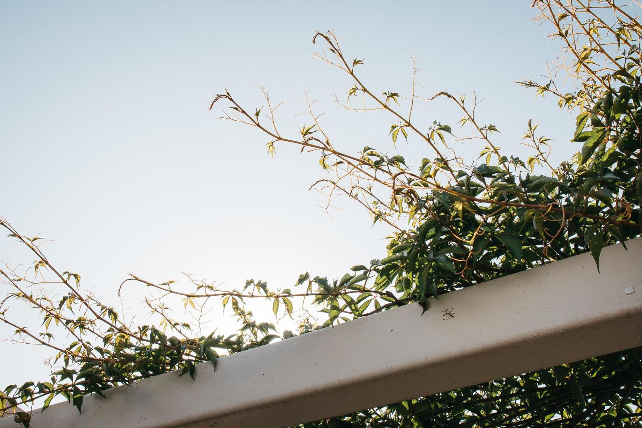Banksia by the Bay
