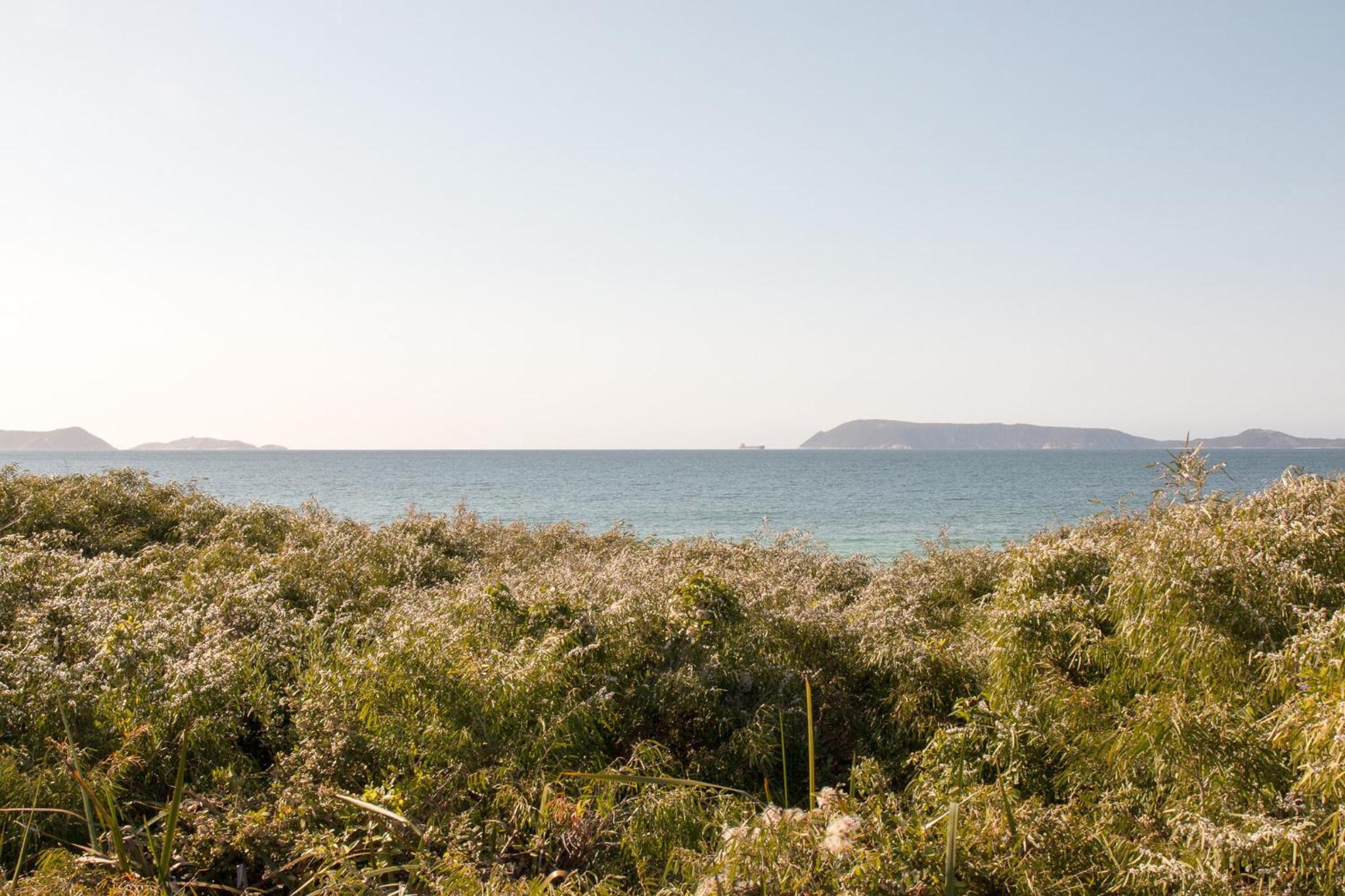 Banksia by the Bay