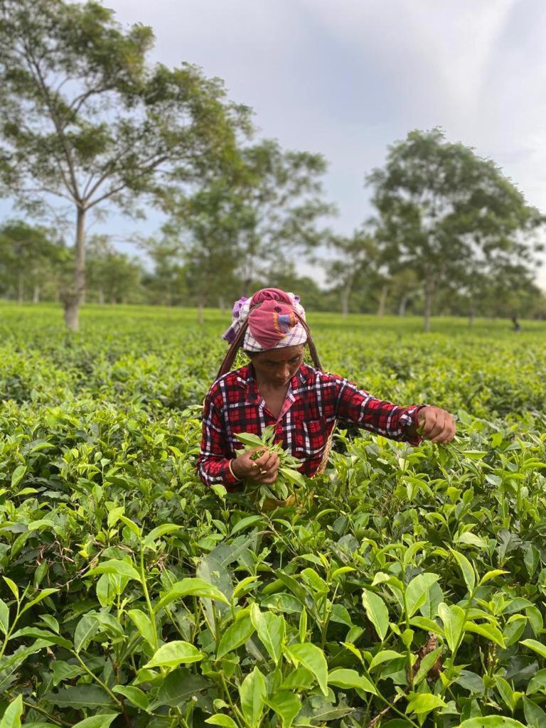Nahorjan Tea Homestay