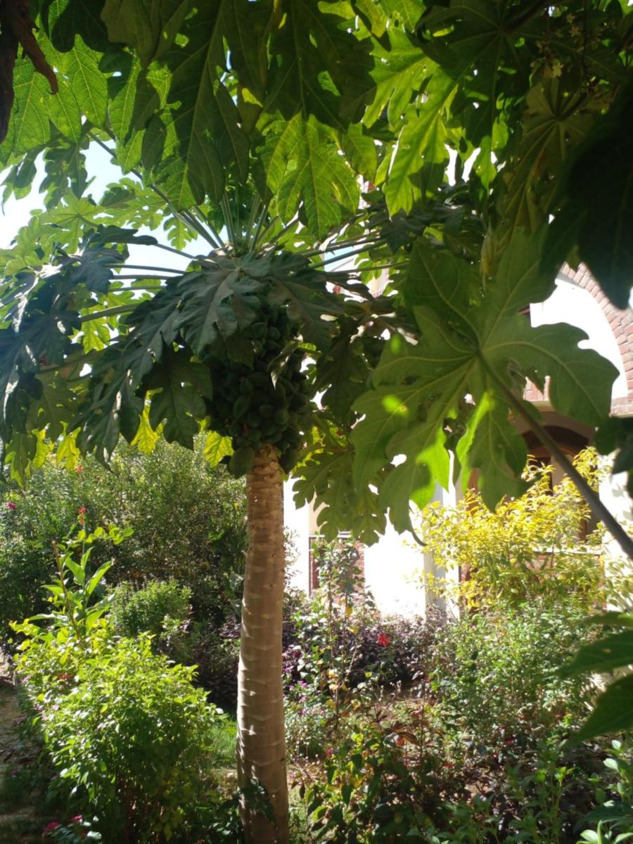 Photo 41