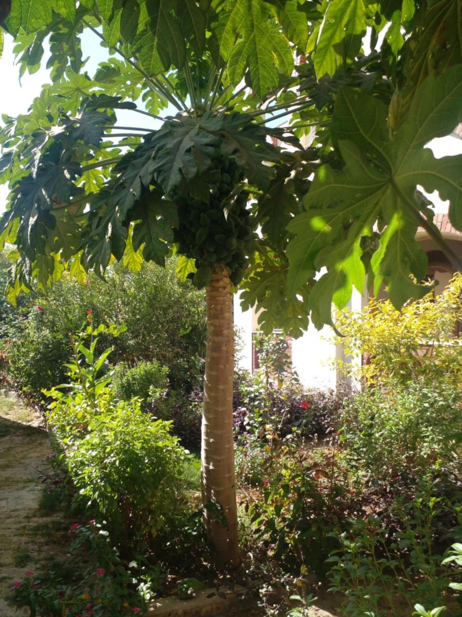 Photo 40