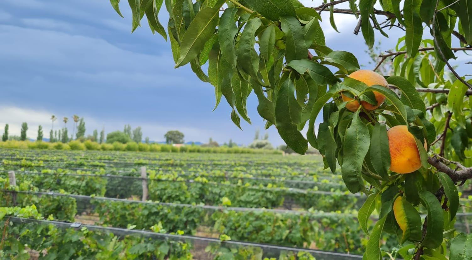 Finca La Carmelita