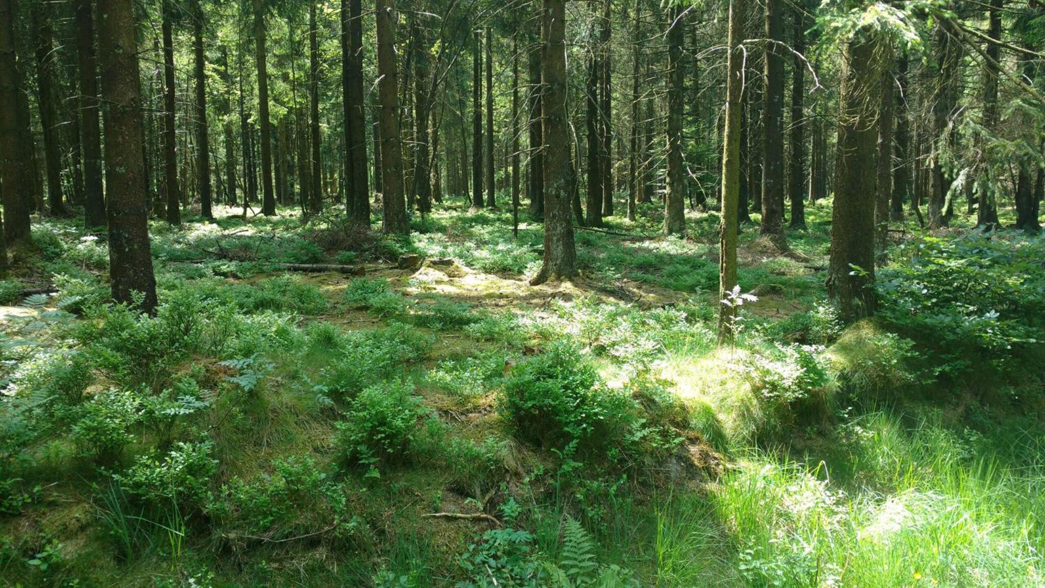 Schmugglernest