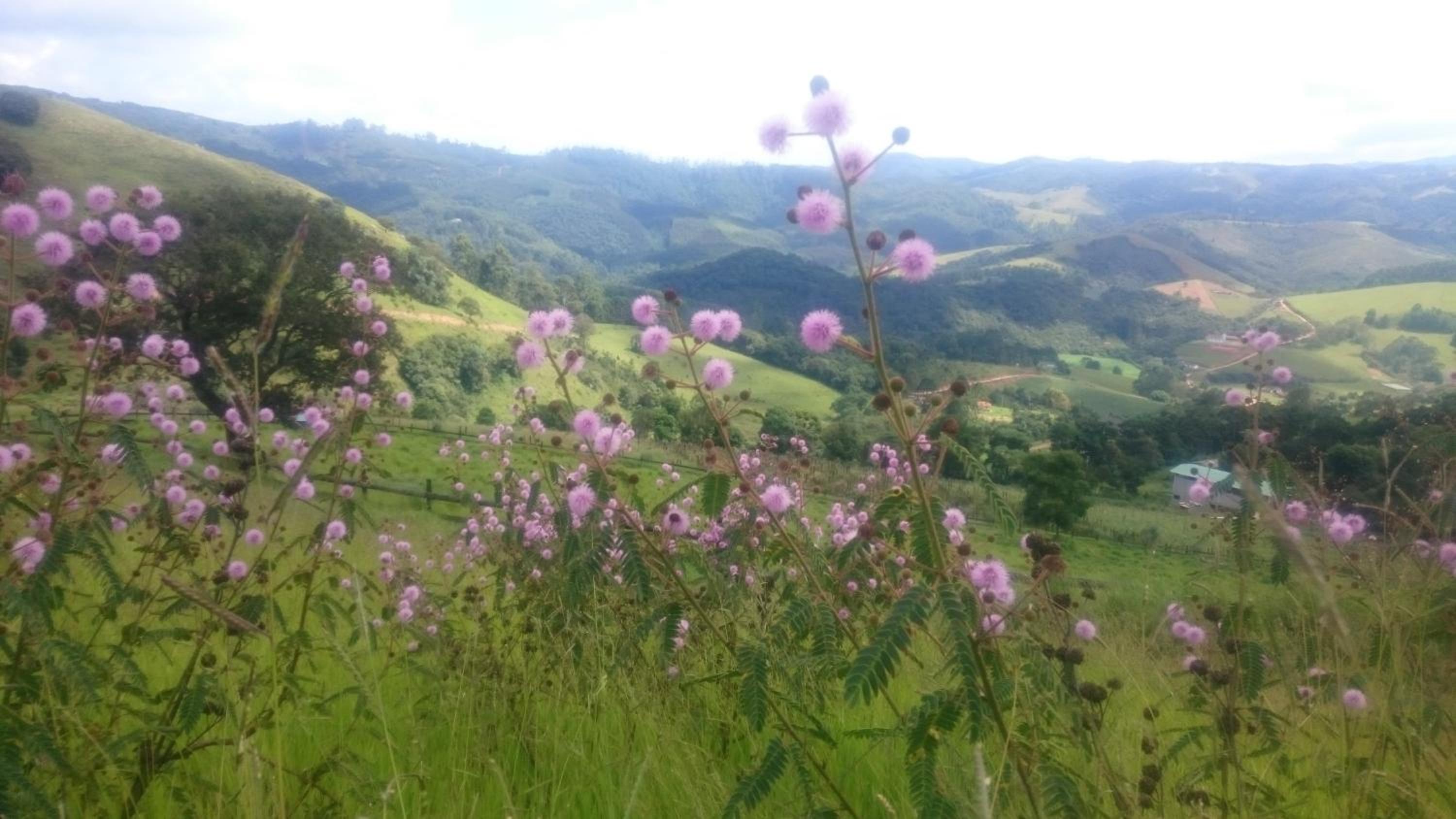 Montanha Home