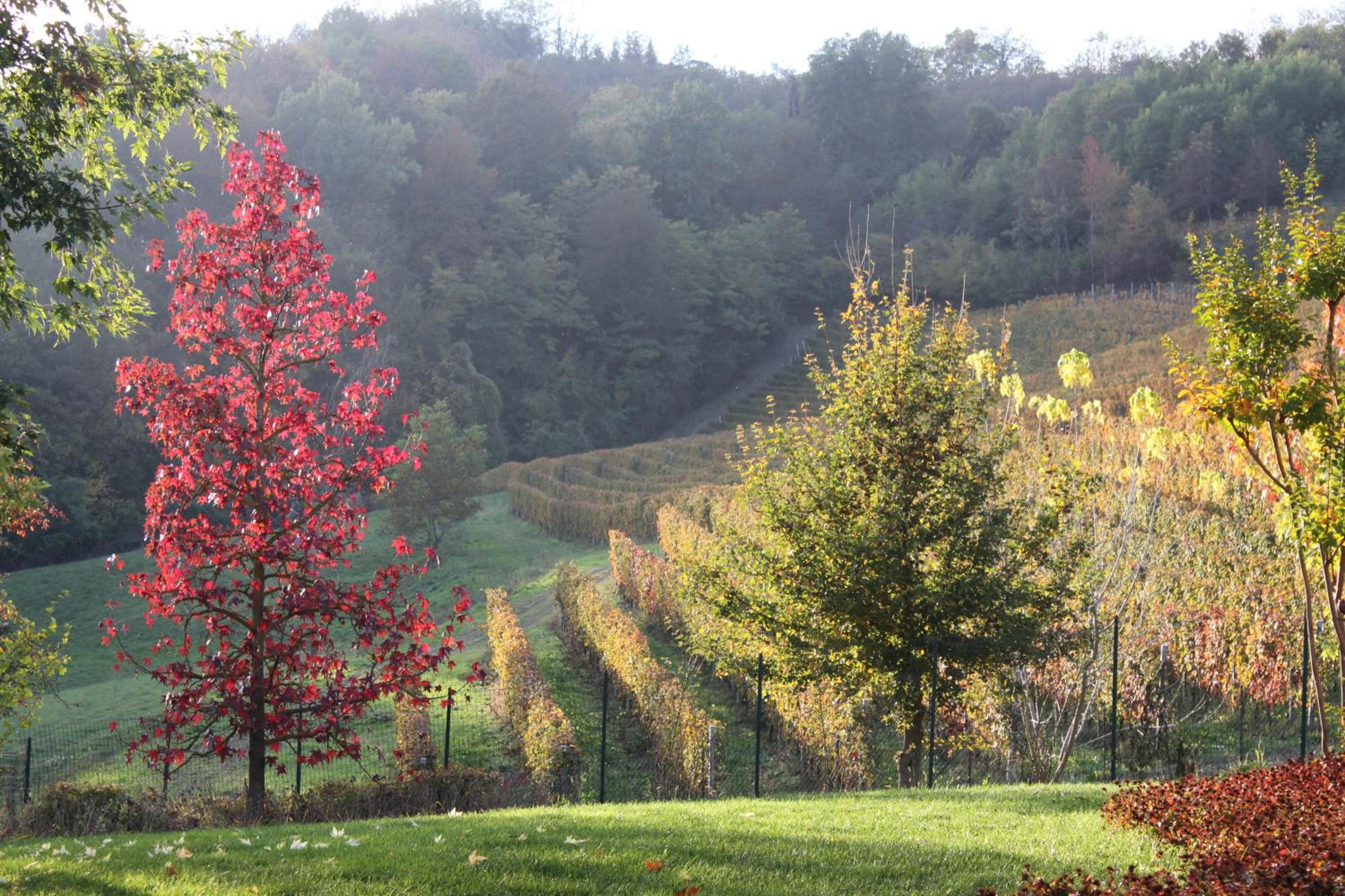 B&B Bricco Fiore view 2