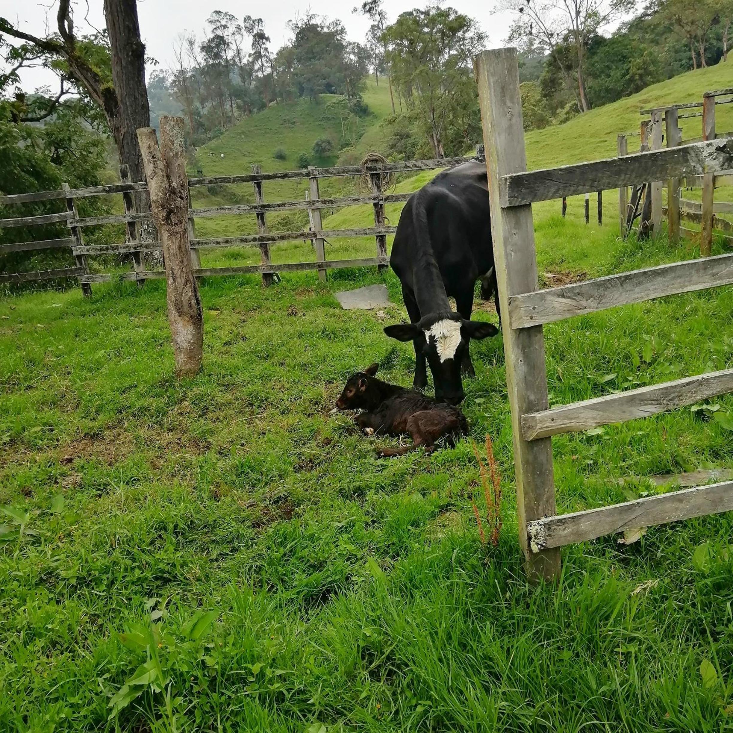 Finca Verde Vivo