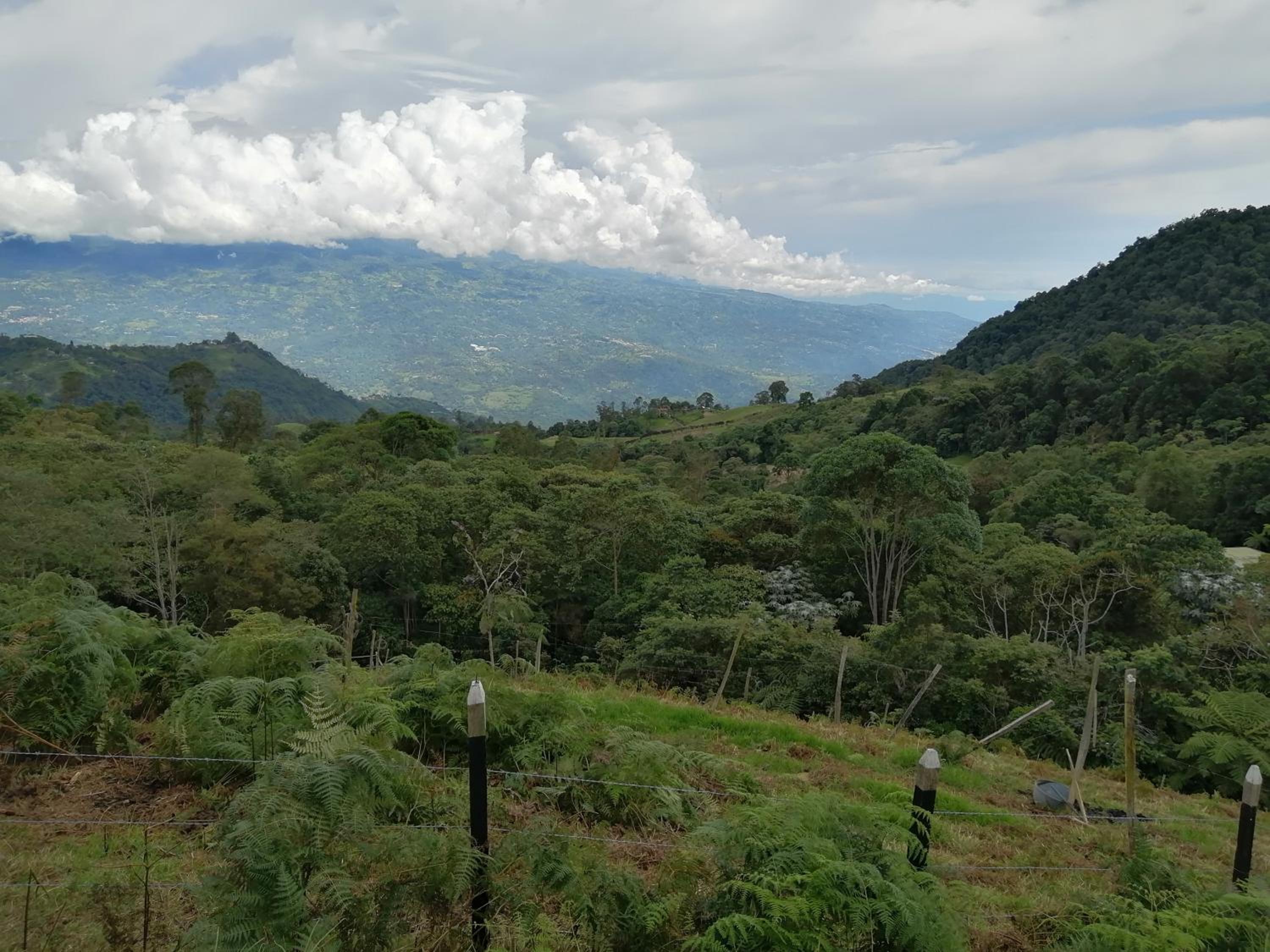 Finca Verde Vivo