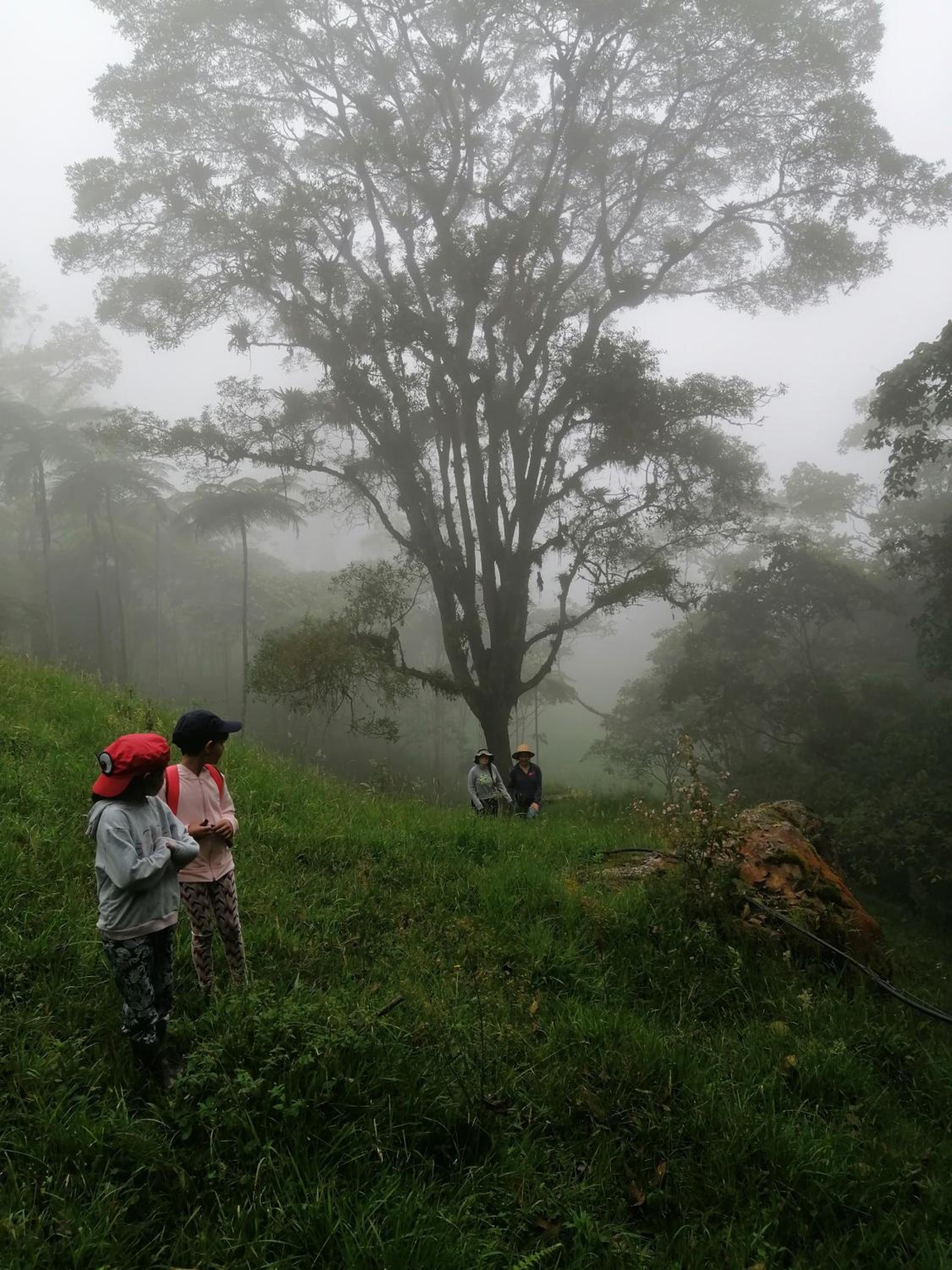 Finca Verde Vivo