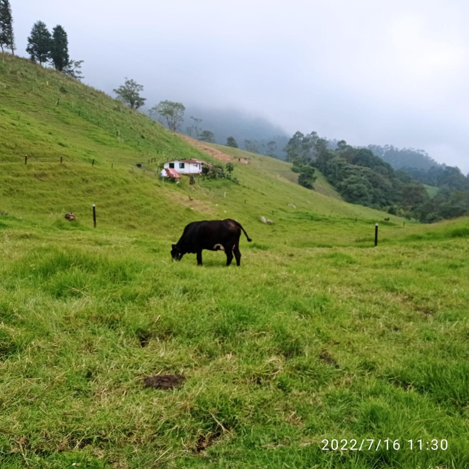 Finca Verde Vivo