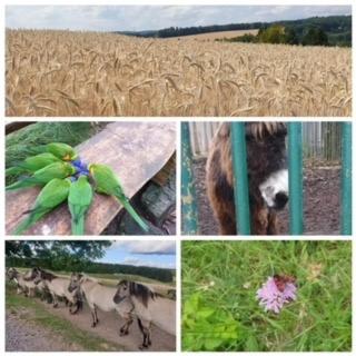 Ferienwohnung Am Rimbach