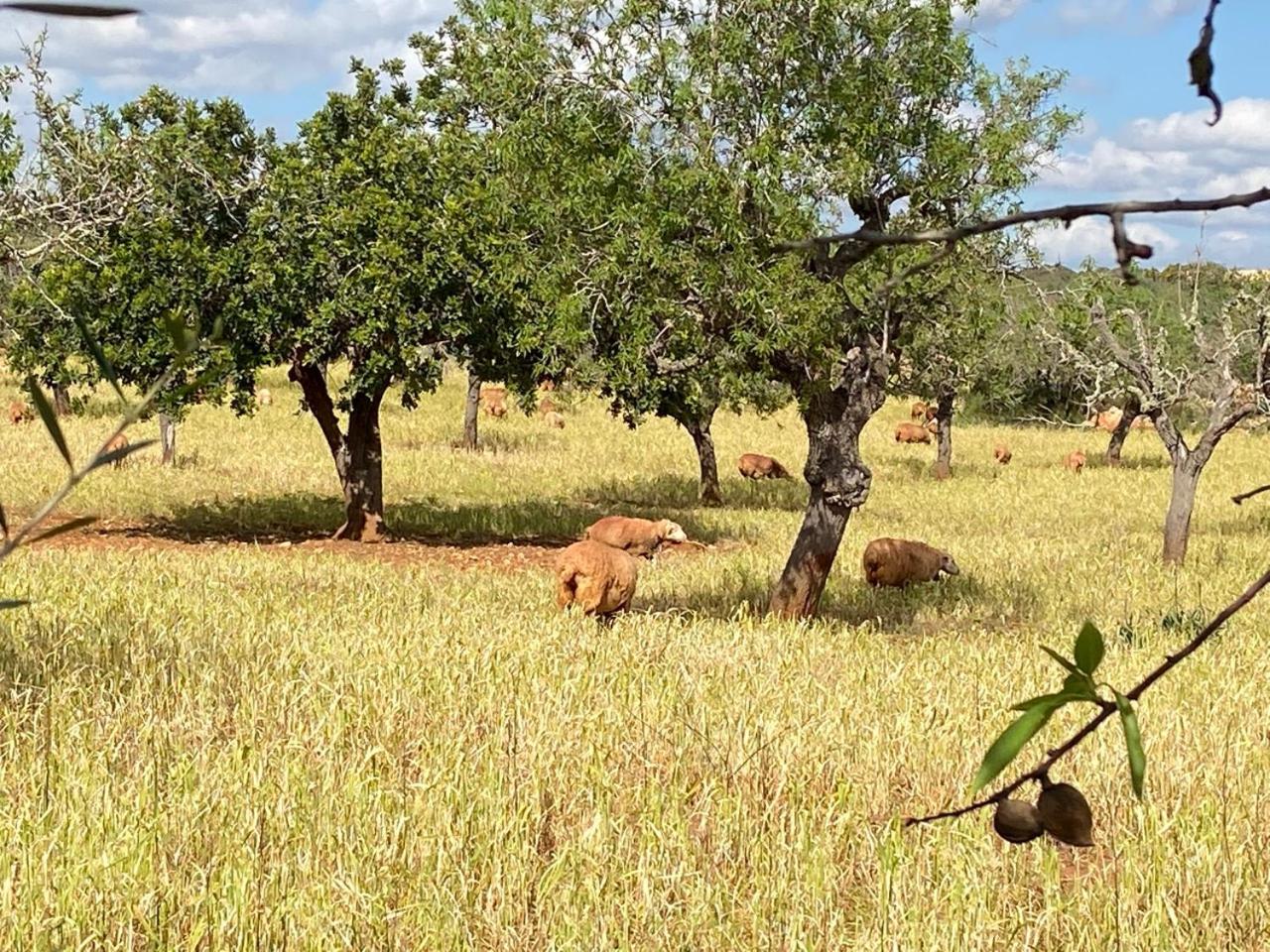 Finca Sa Canova Agroturismo