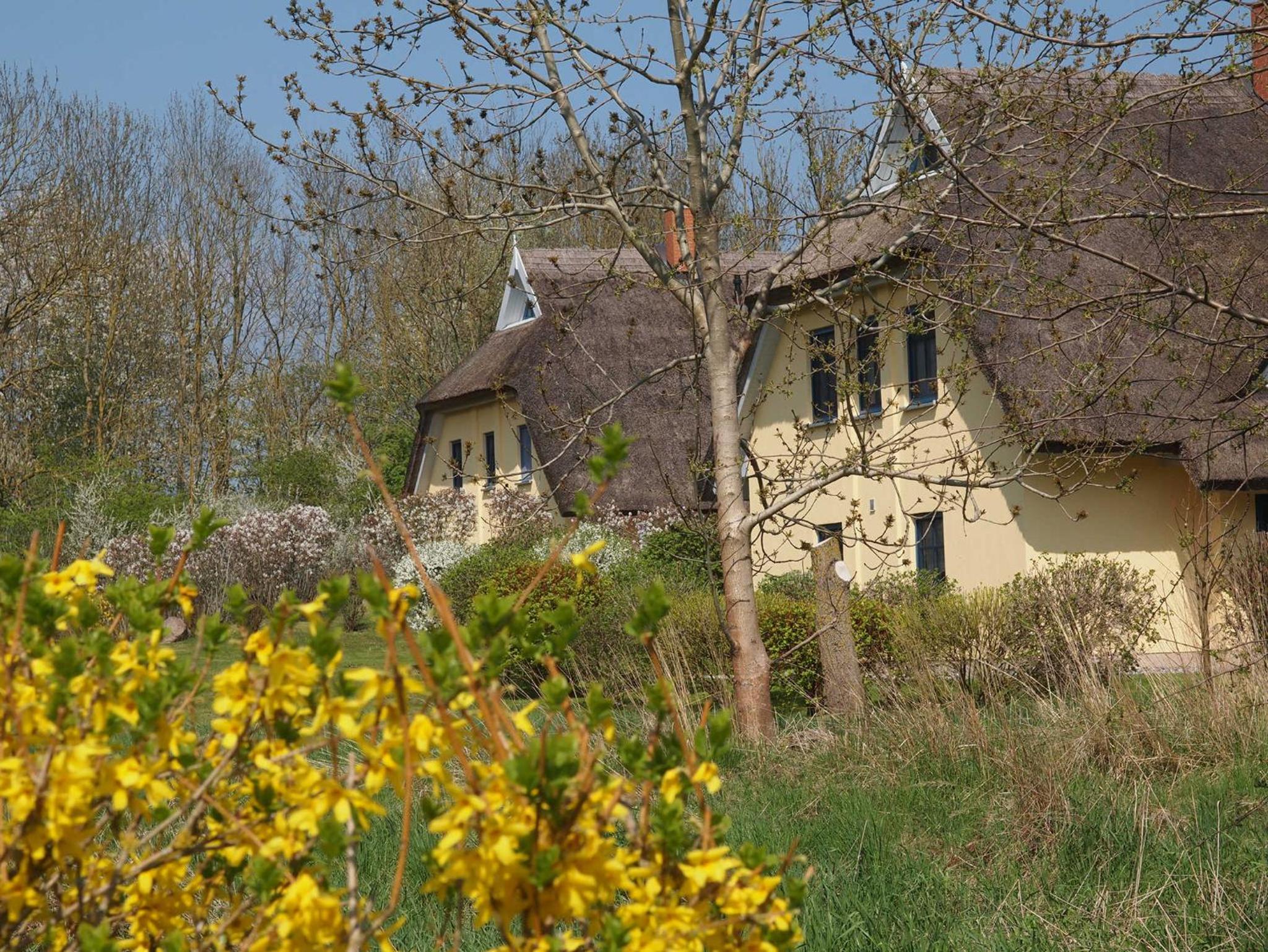 Sonniges Reetdachhaus