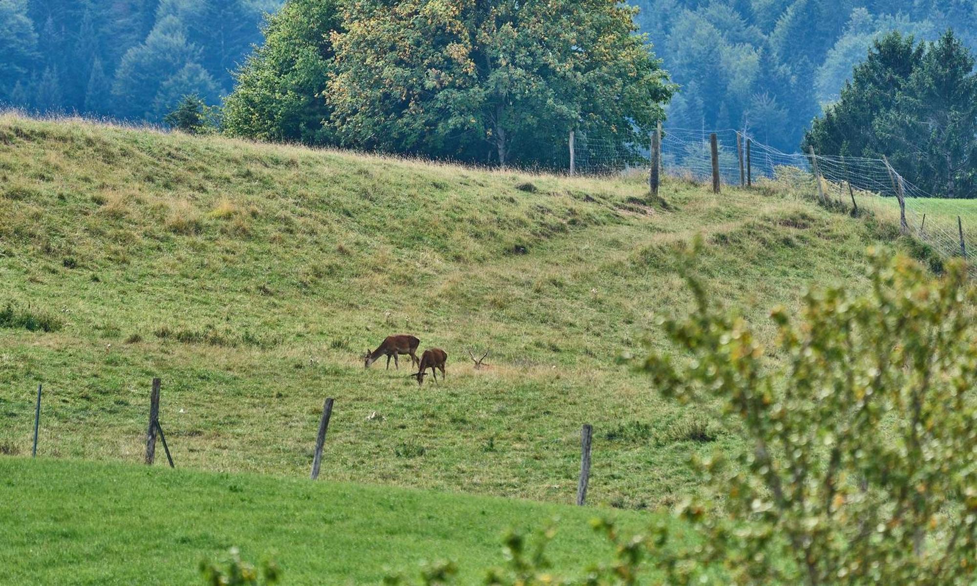 Hof Hauserbichl