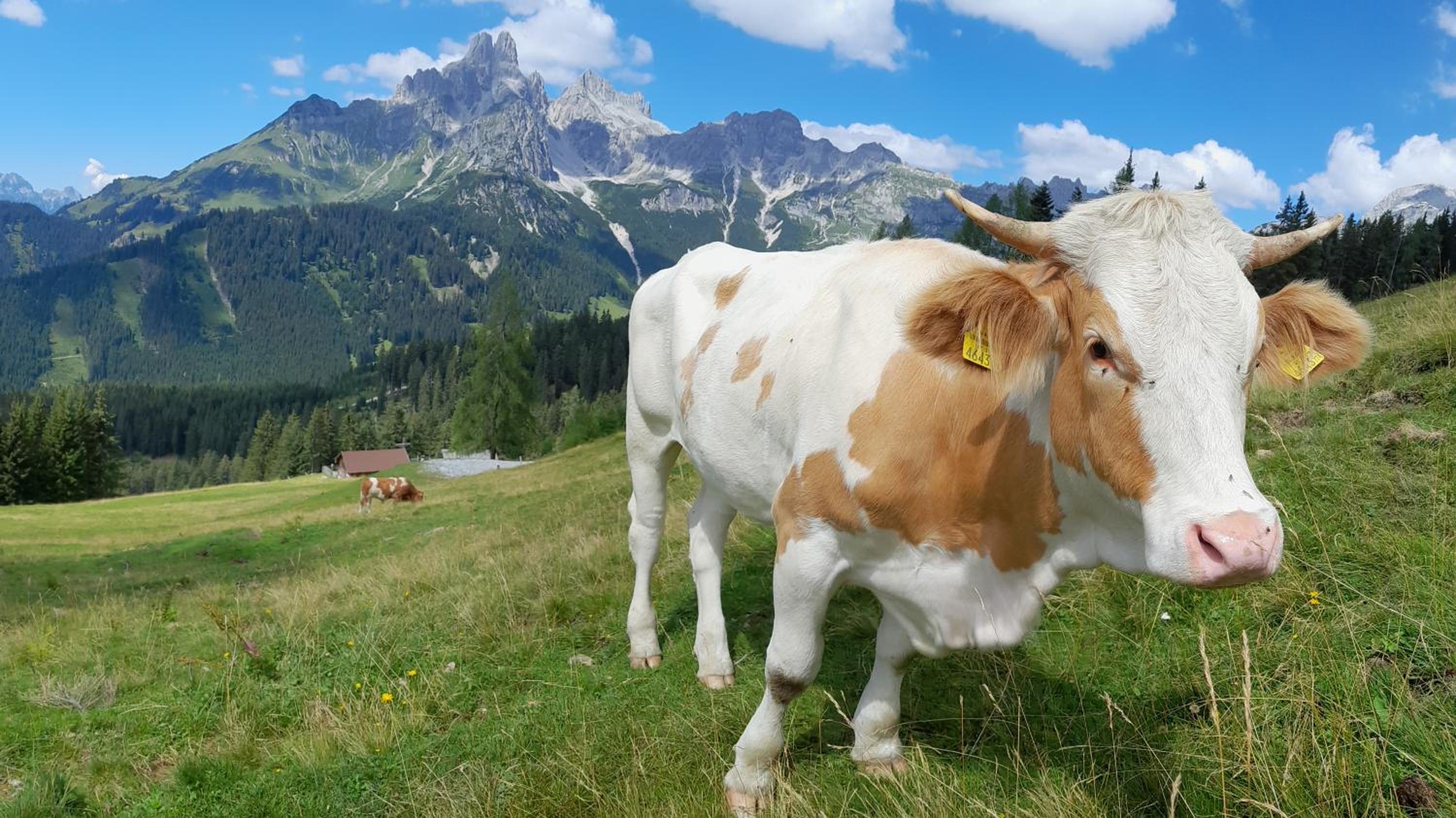 Forsterhof