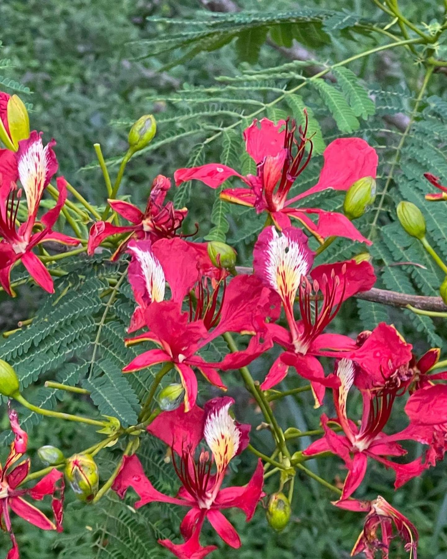 Chalé da Picareta 01