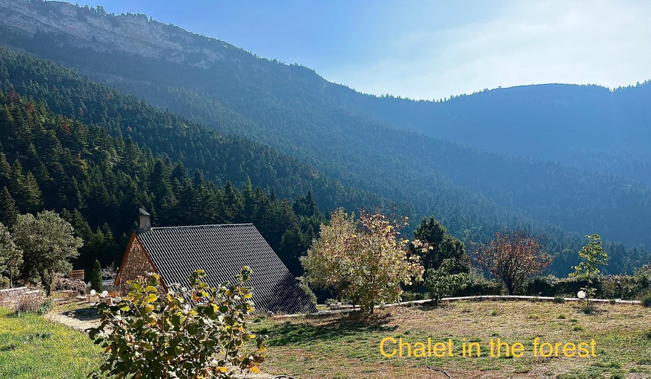 Chalet in the Forest view 3