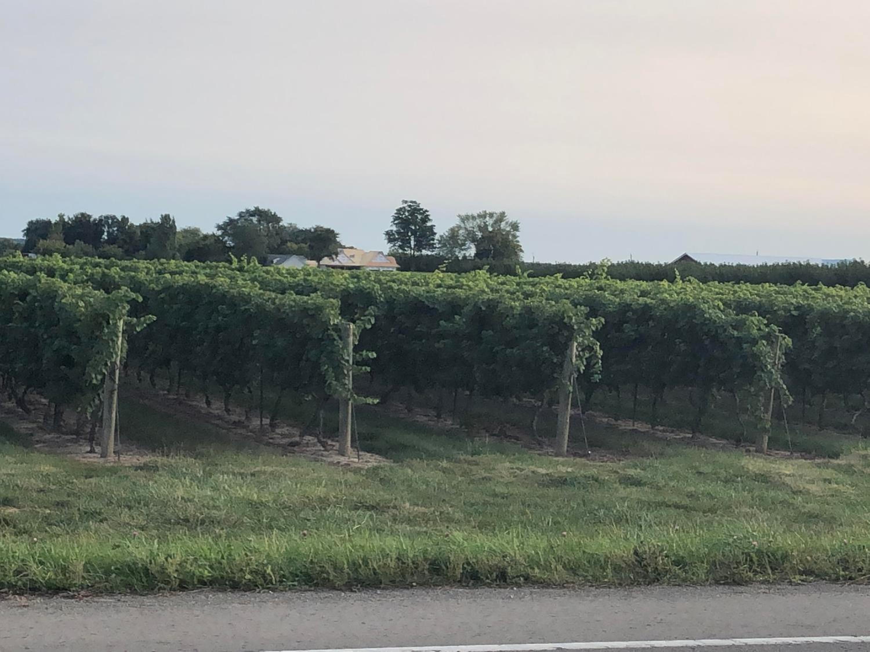 Villa in the Vines - Property Image 12