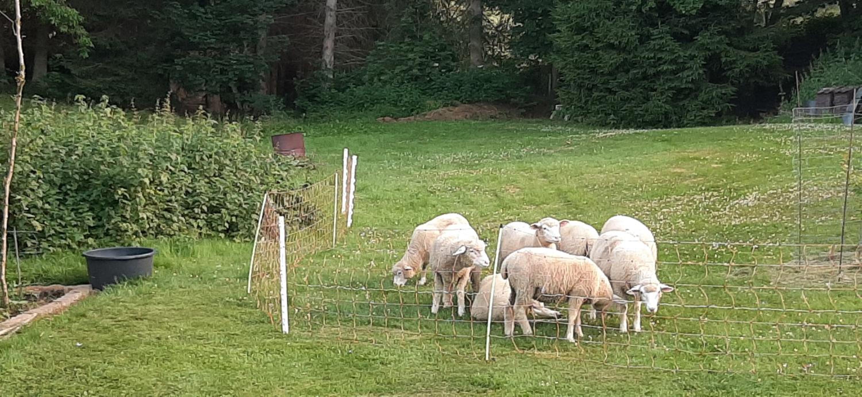 Ferienwohnung Schöne Aussicht am Rothaarsteig