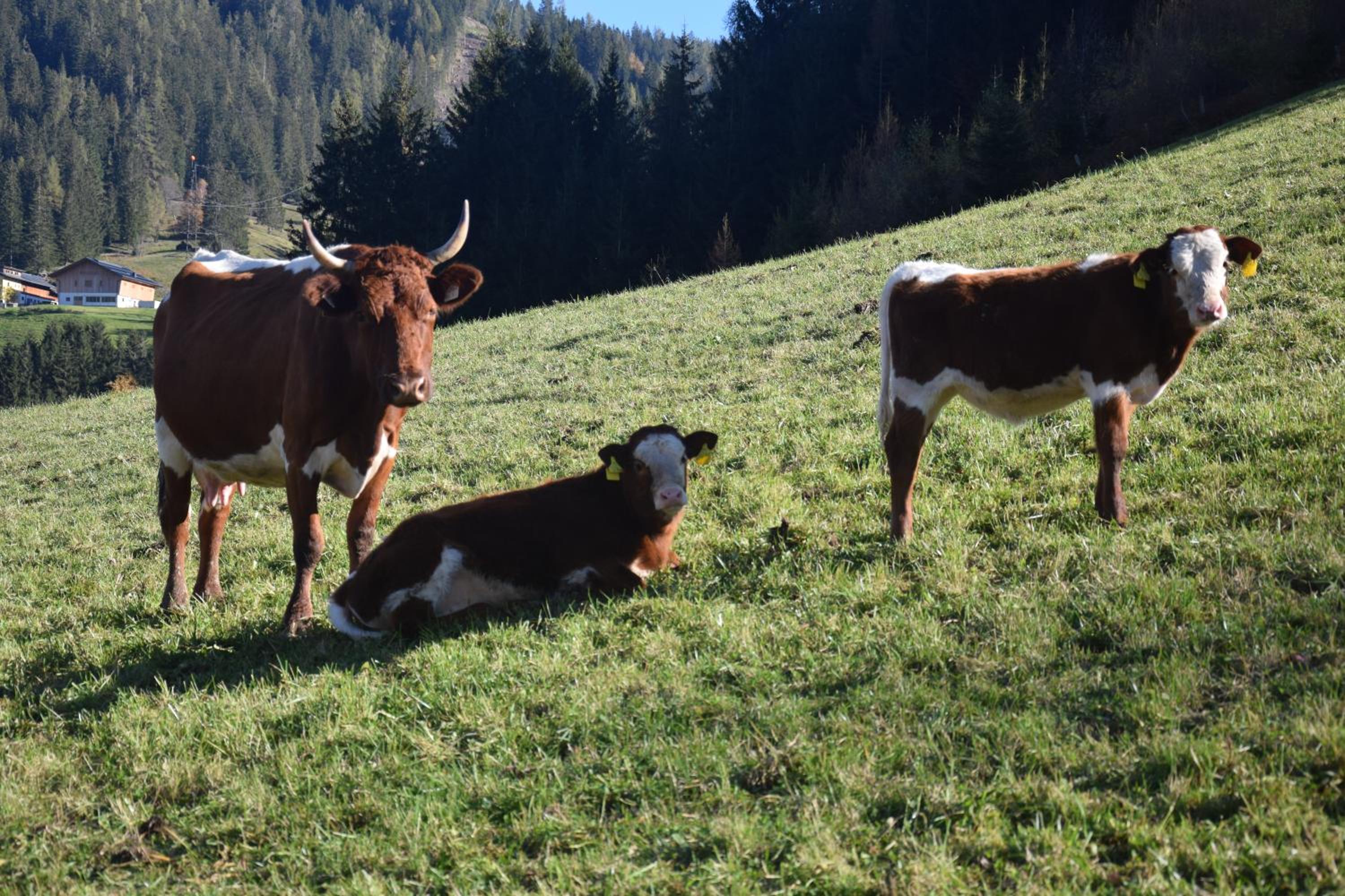 Schlöglgut
