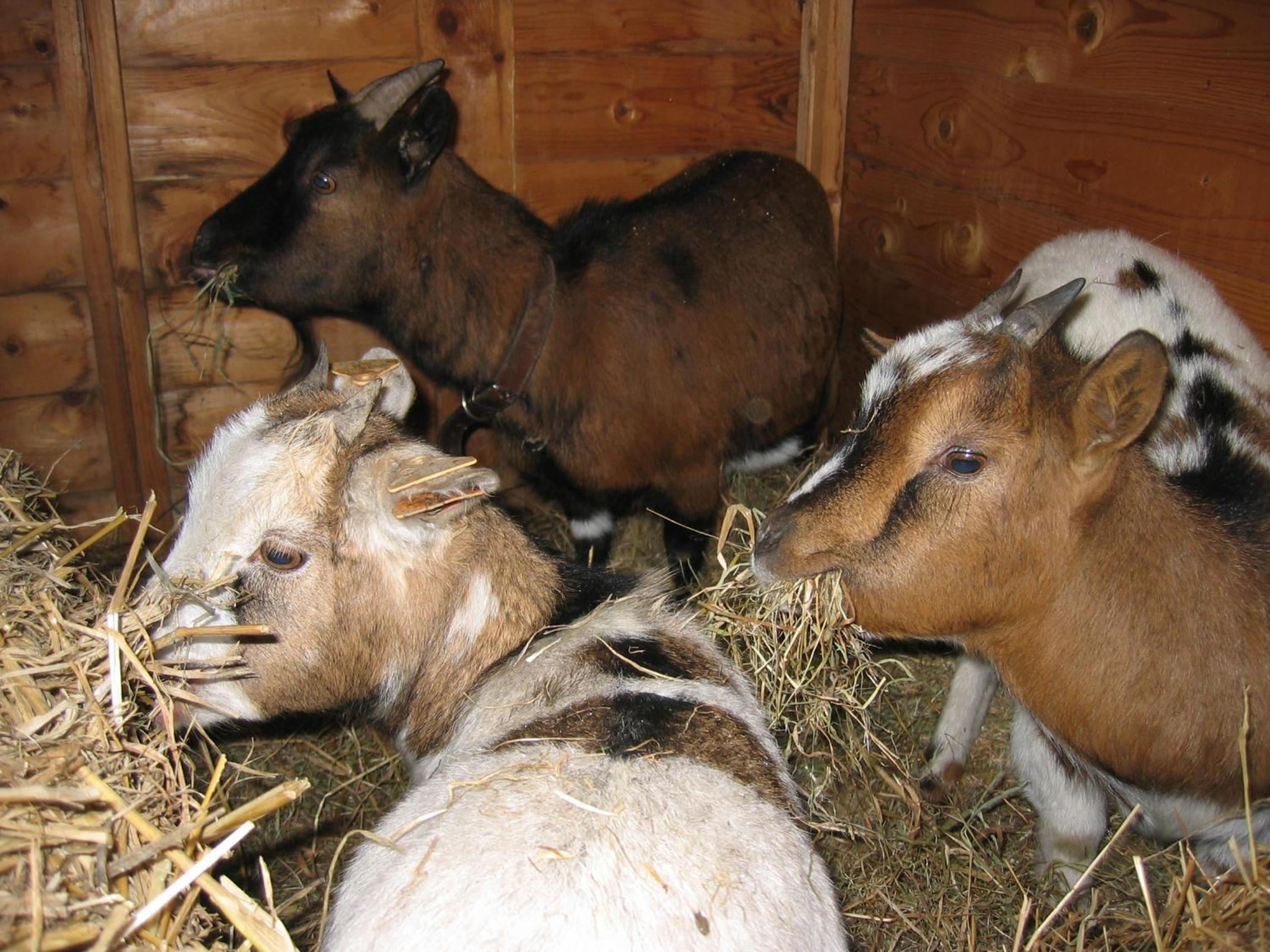 Comme à la Ferme
