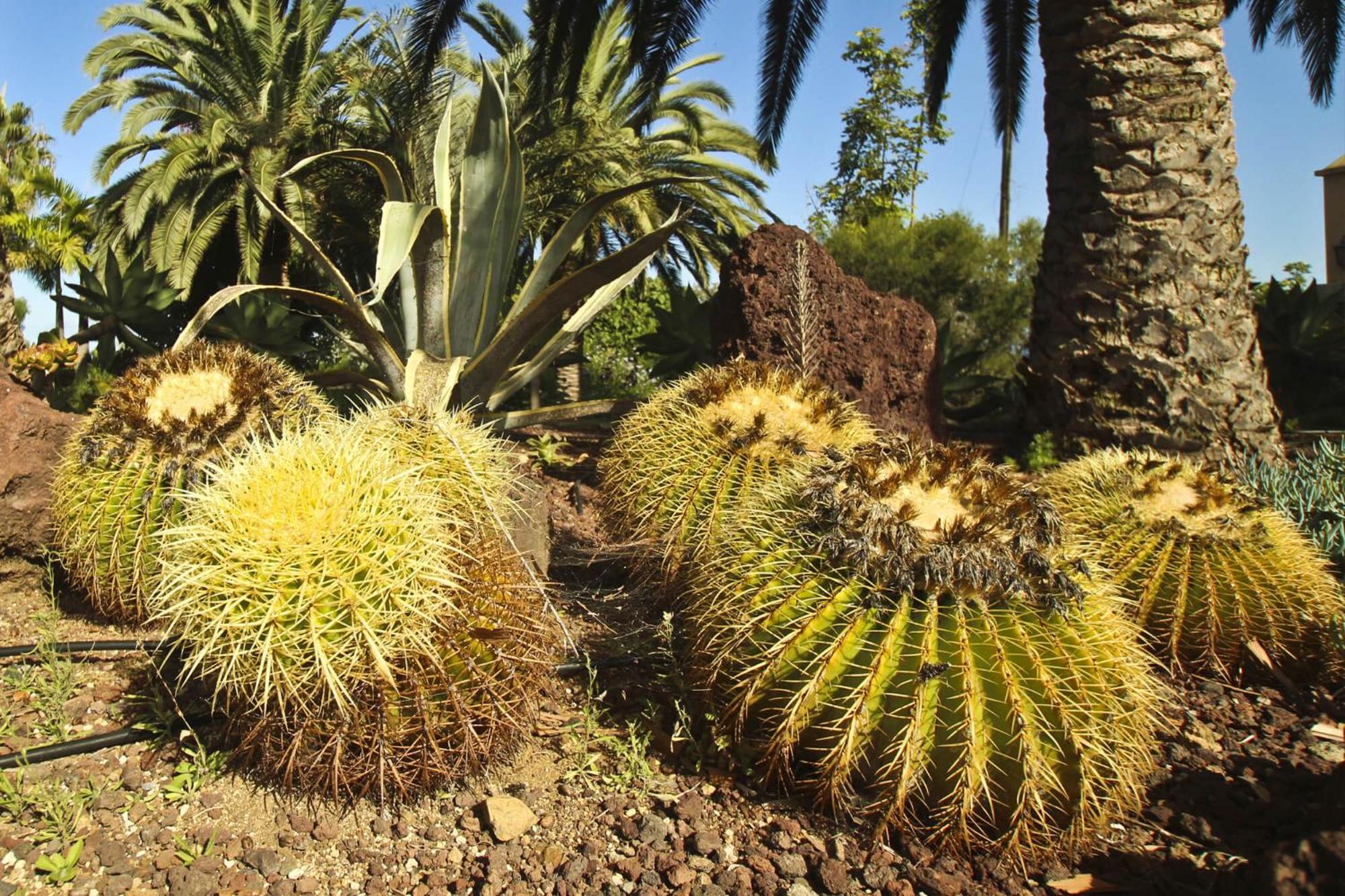 Finca Tocama