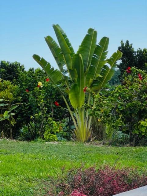 Teresinajamaica