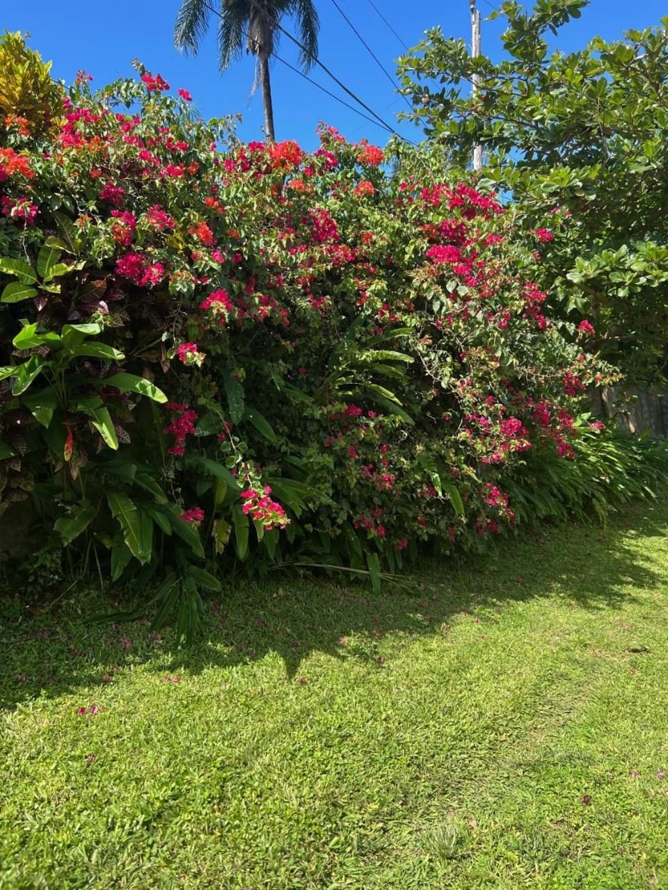 Teresinajamaica