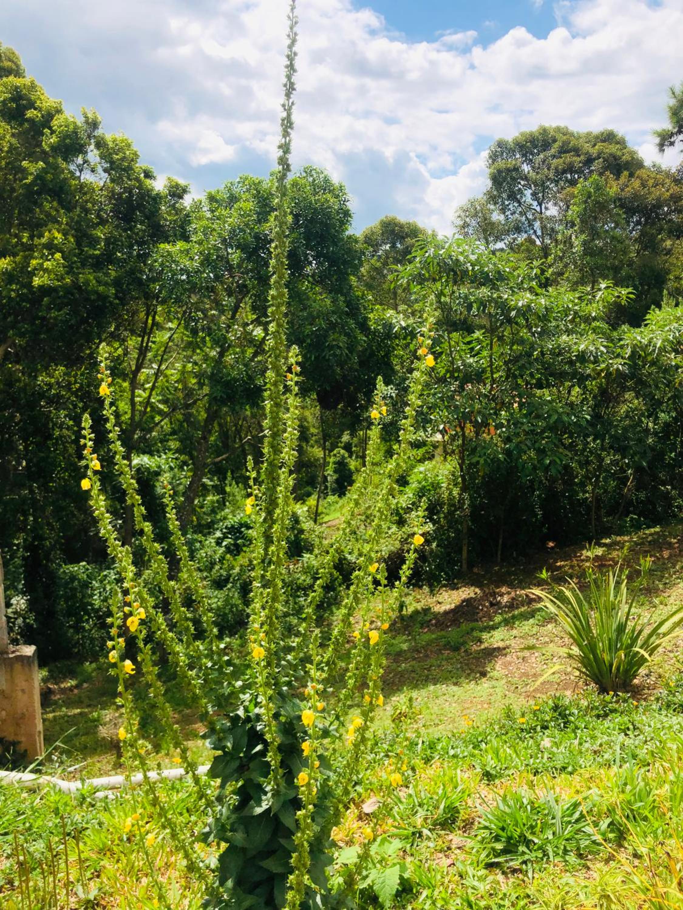 All Green Residence