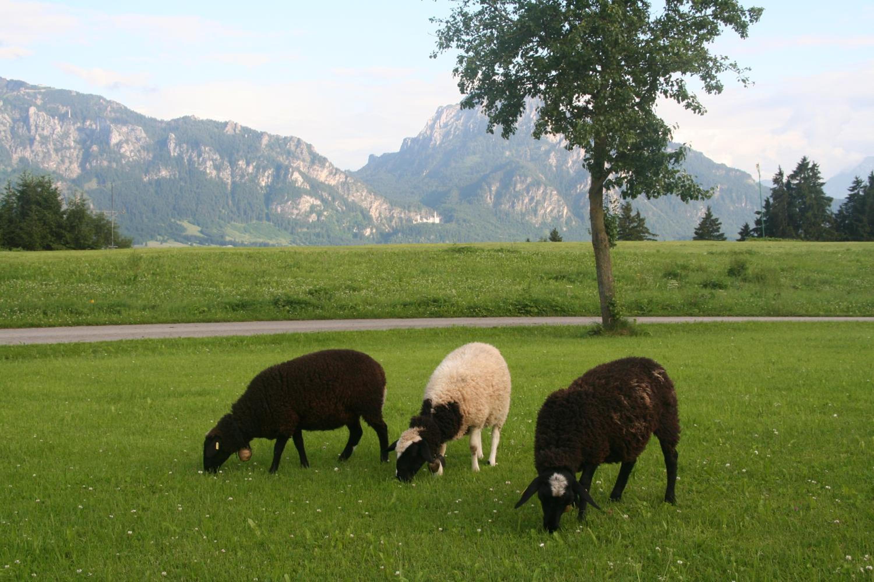 Salenberghof Ferienwohnung Panorama