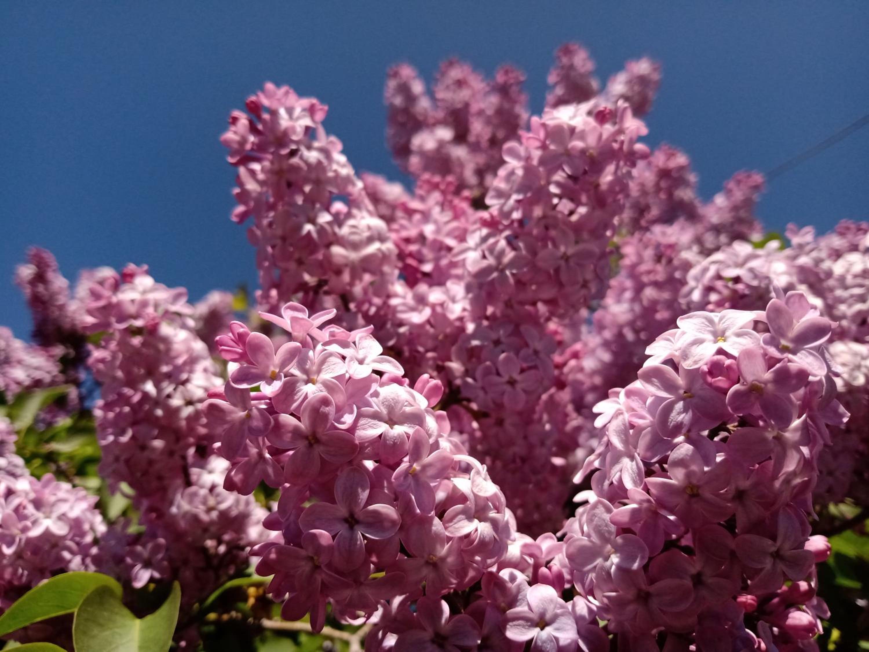 Cabaña Las Lilas
