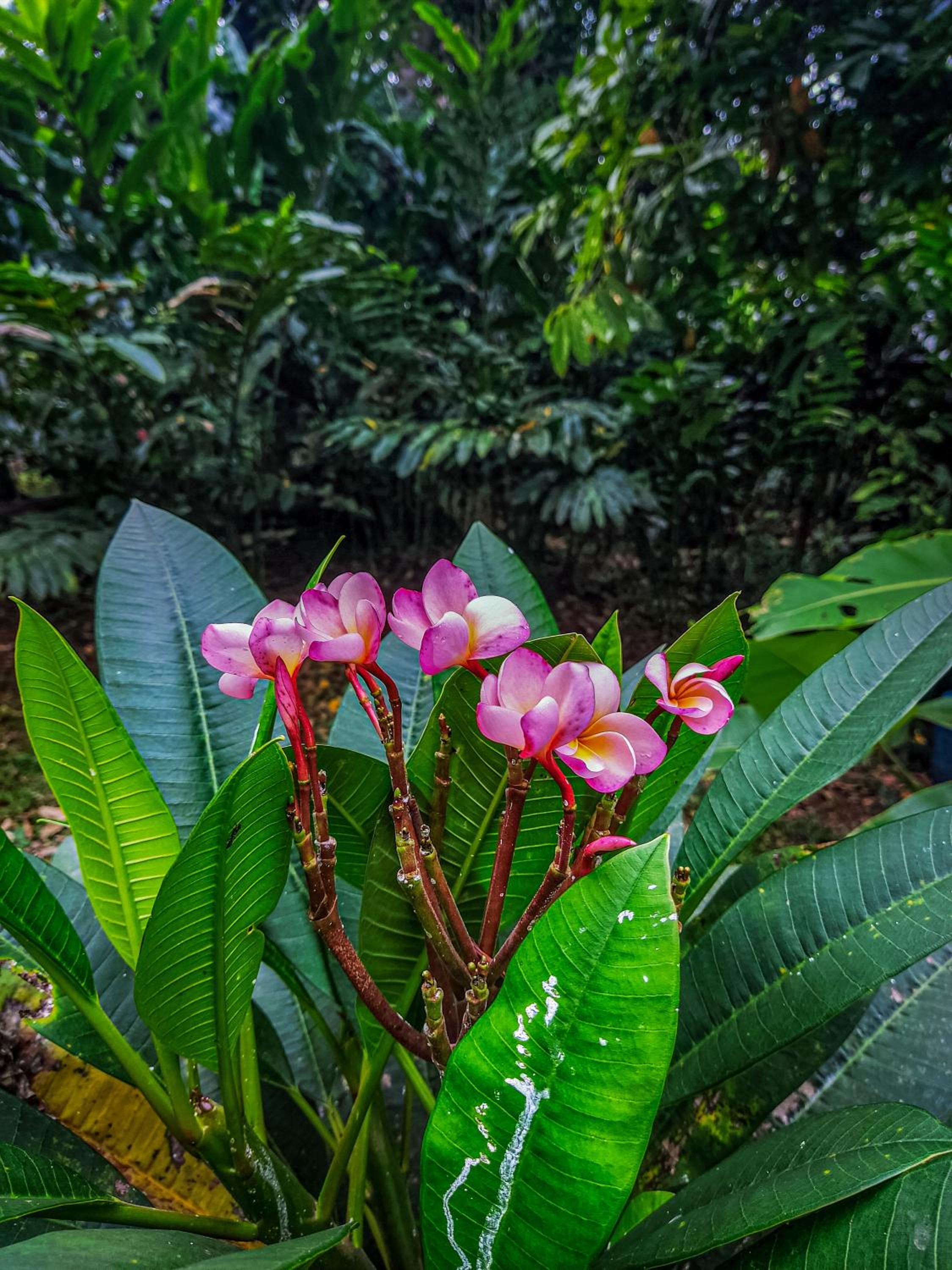 K'erenda Homet Reserva Natural