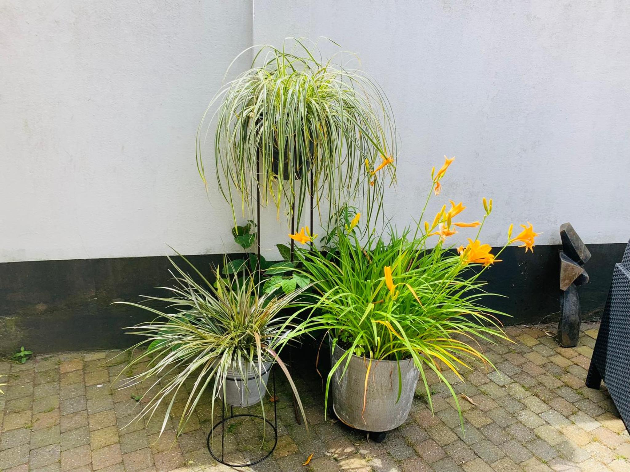 Balsemientexel