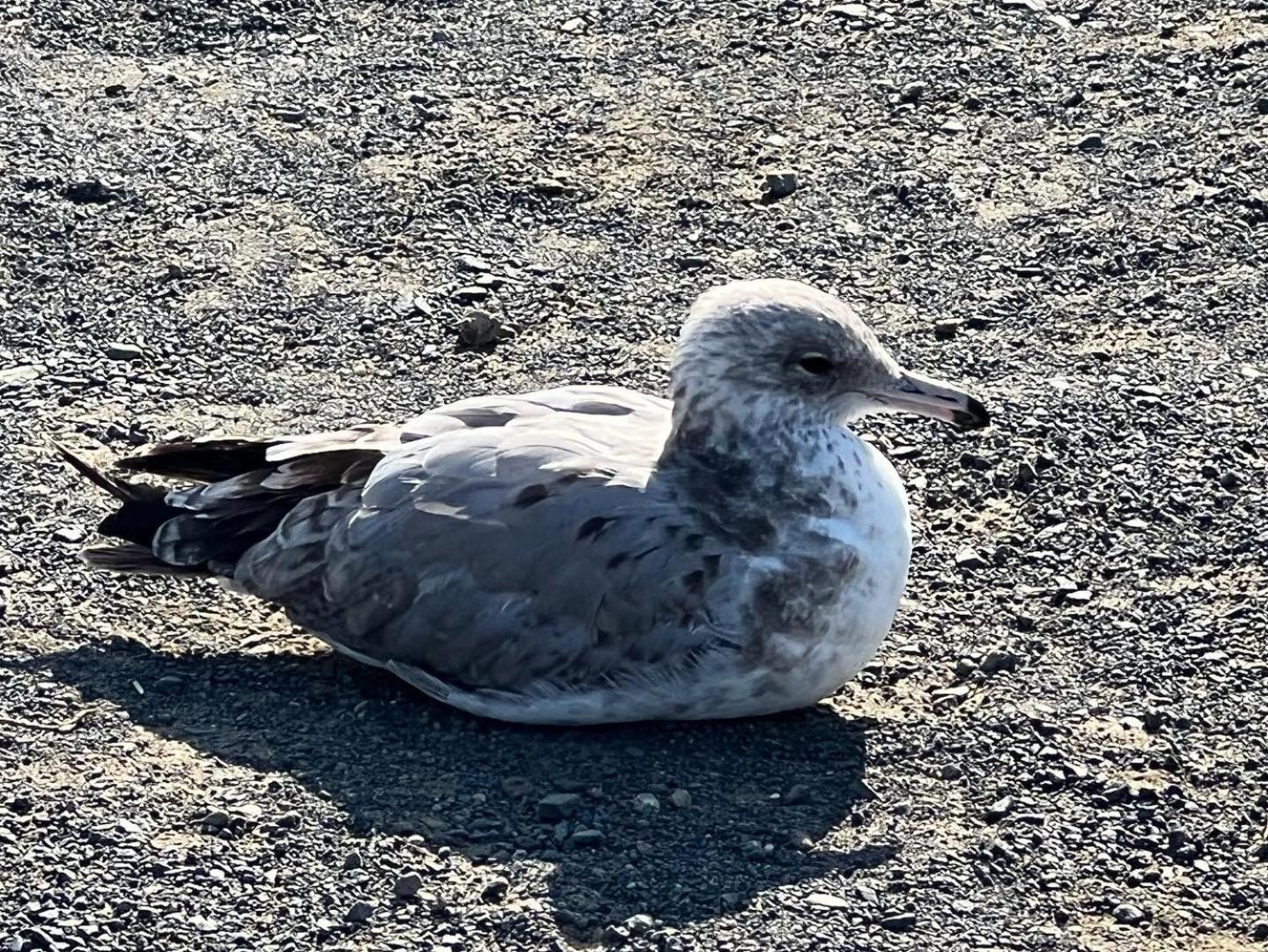 San Simeon Vacations - Pacific Coast Roadhouse Hotel - Property Image 90