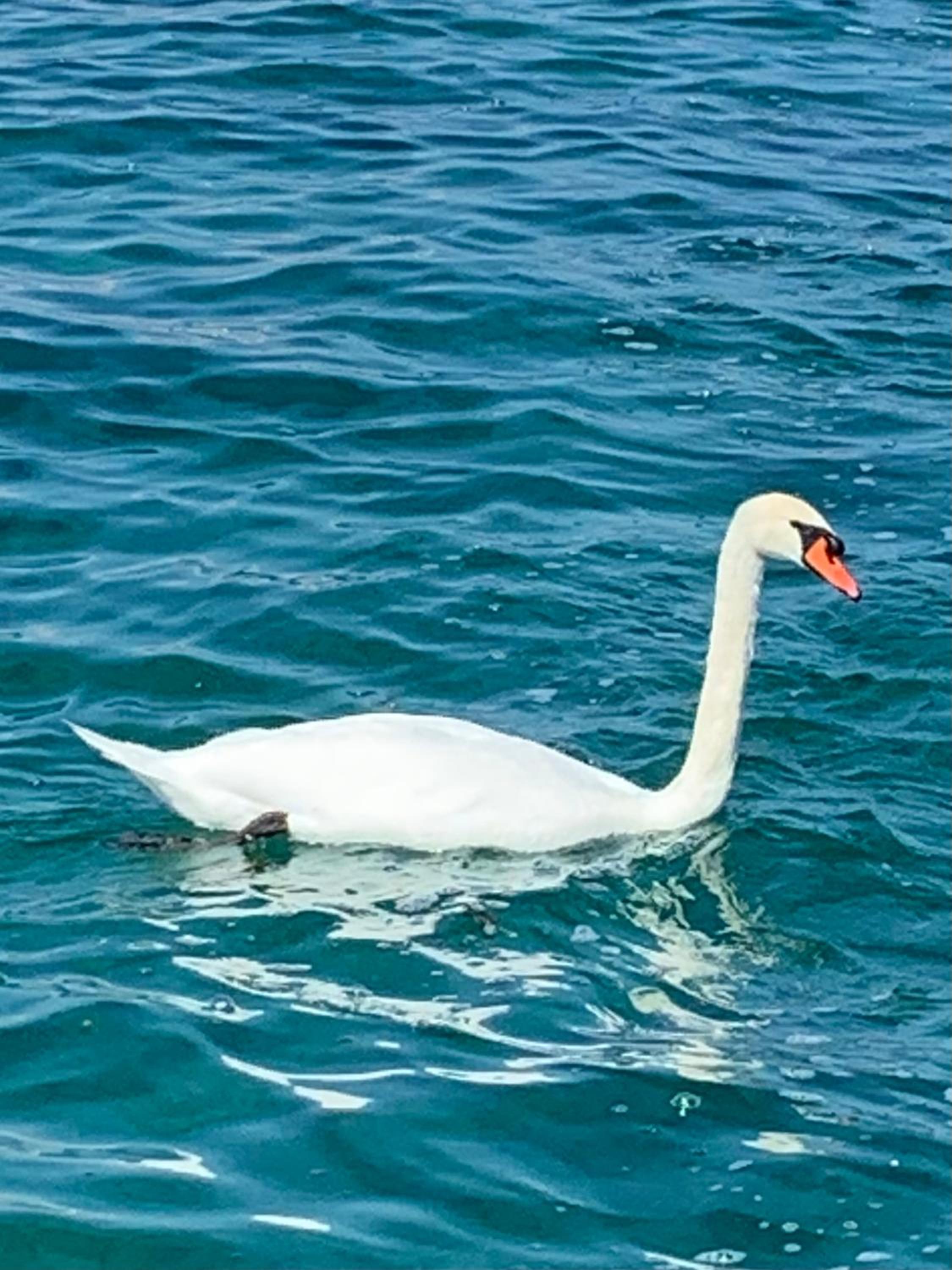 La Romély
