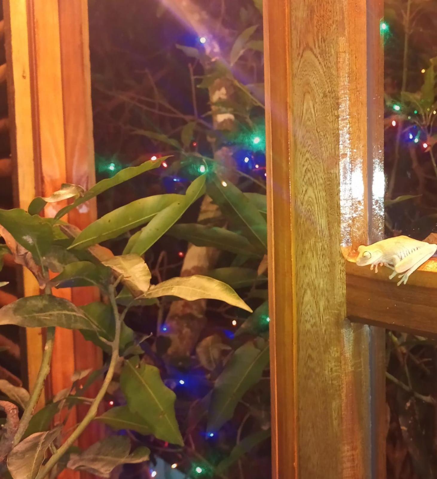la casita del arbol guaduas cundi.