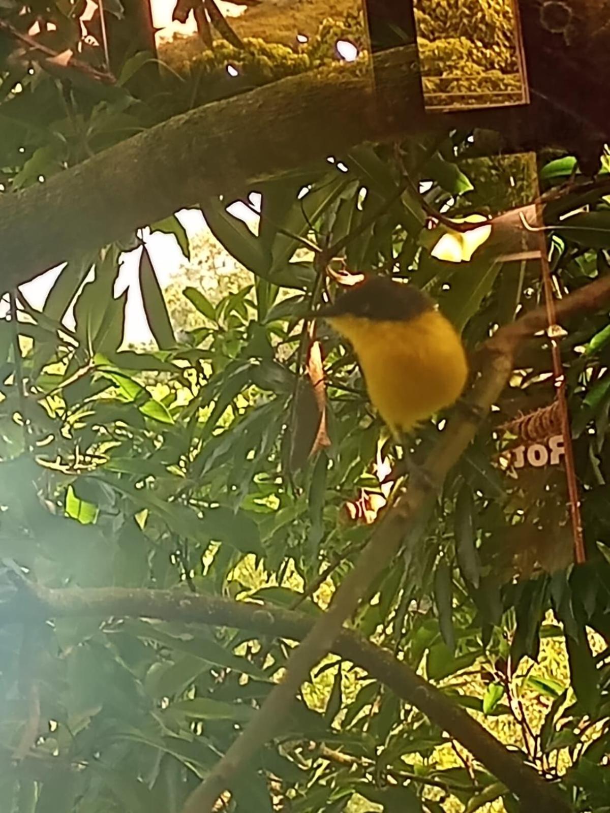 la casita del arbol guaduas cundi.