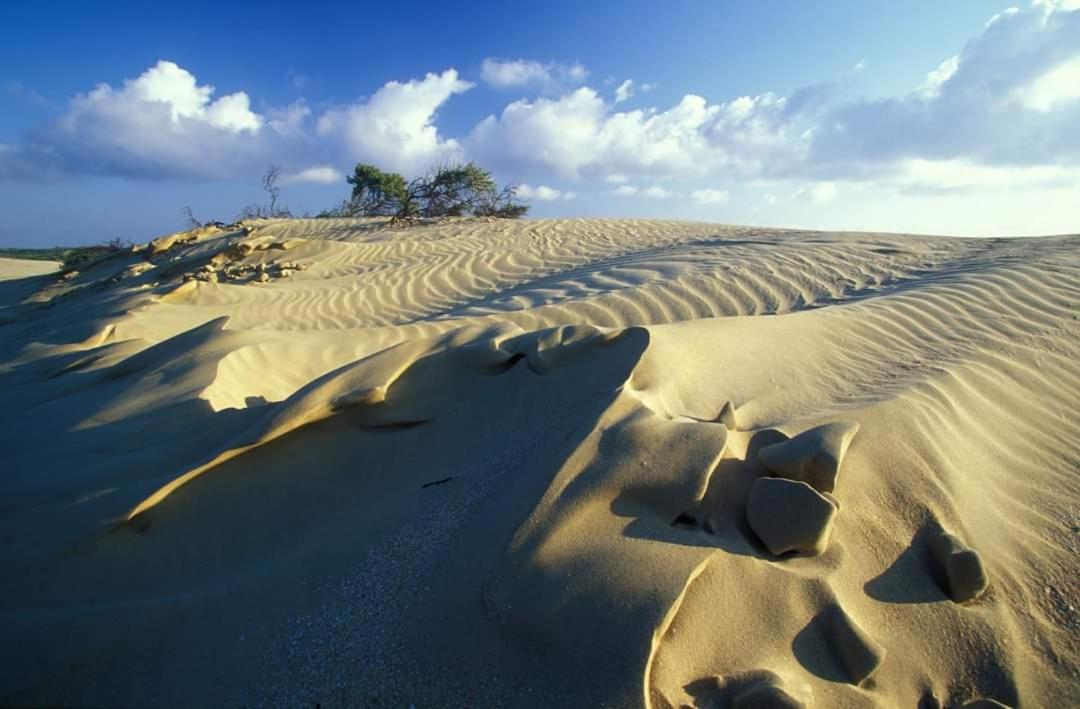 Vakantievilla Het Dunehuys