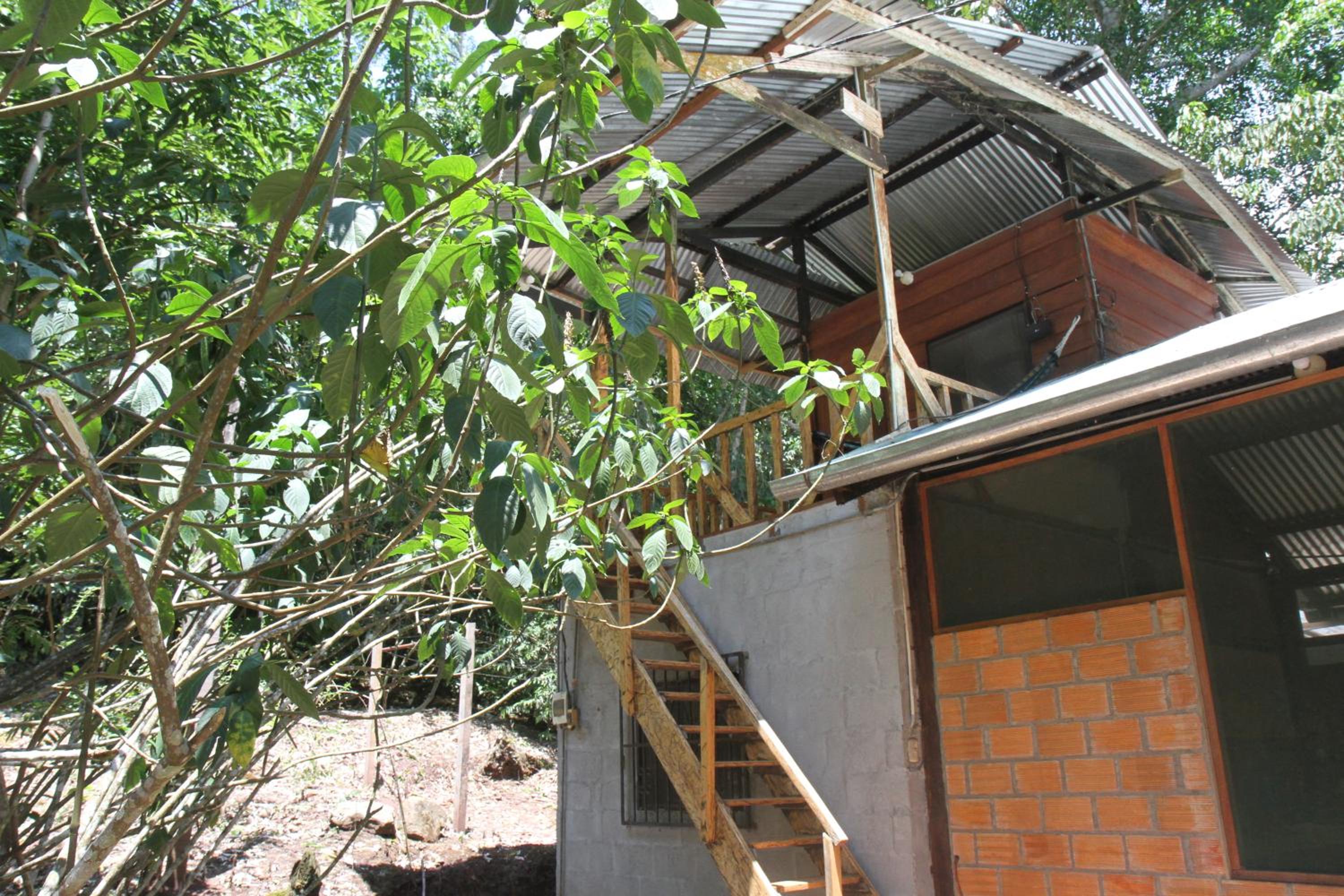 La Musa Verde