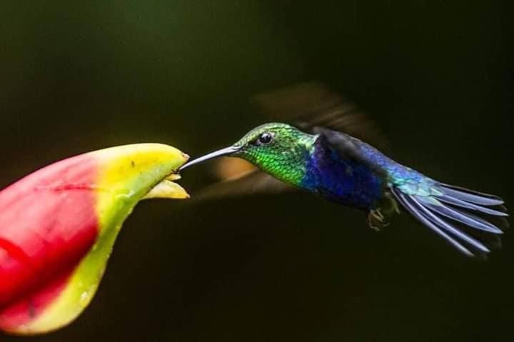 La Musa Verde