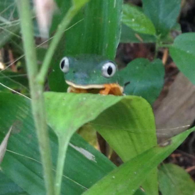 La Musa Verde