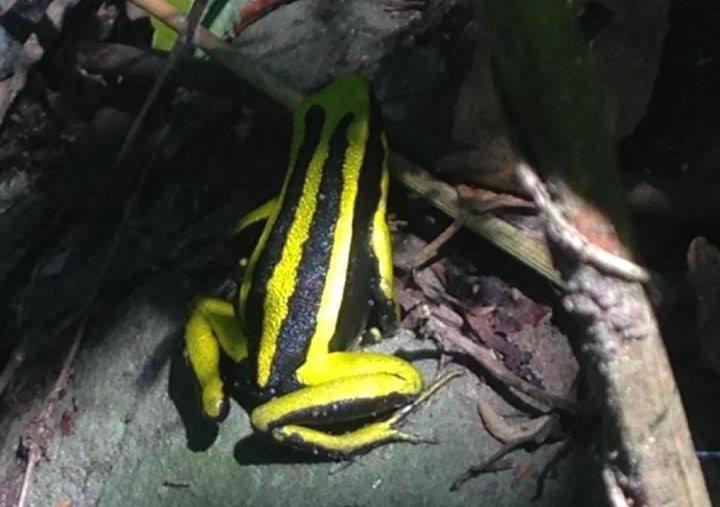La Musa Verde