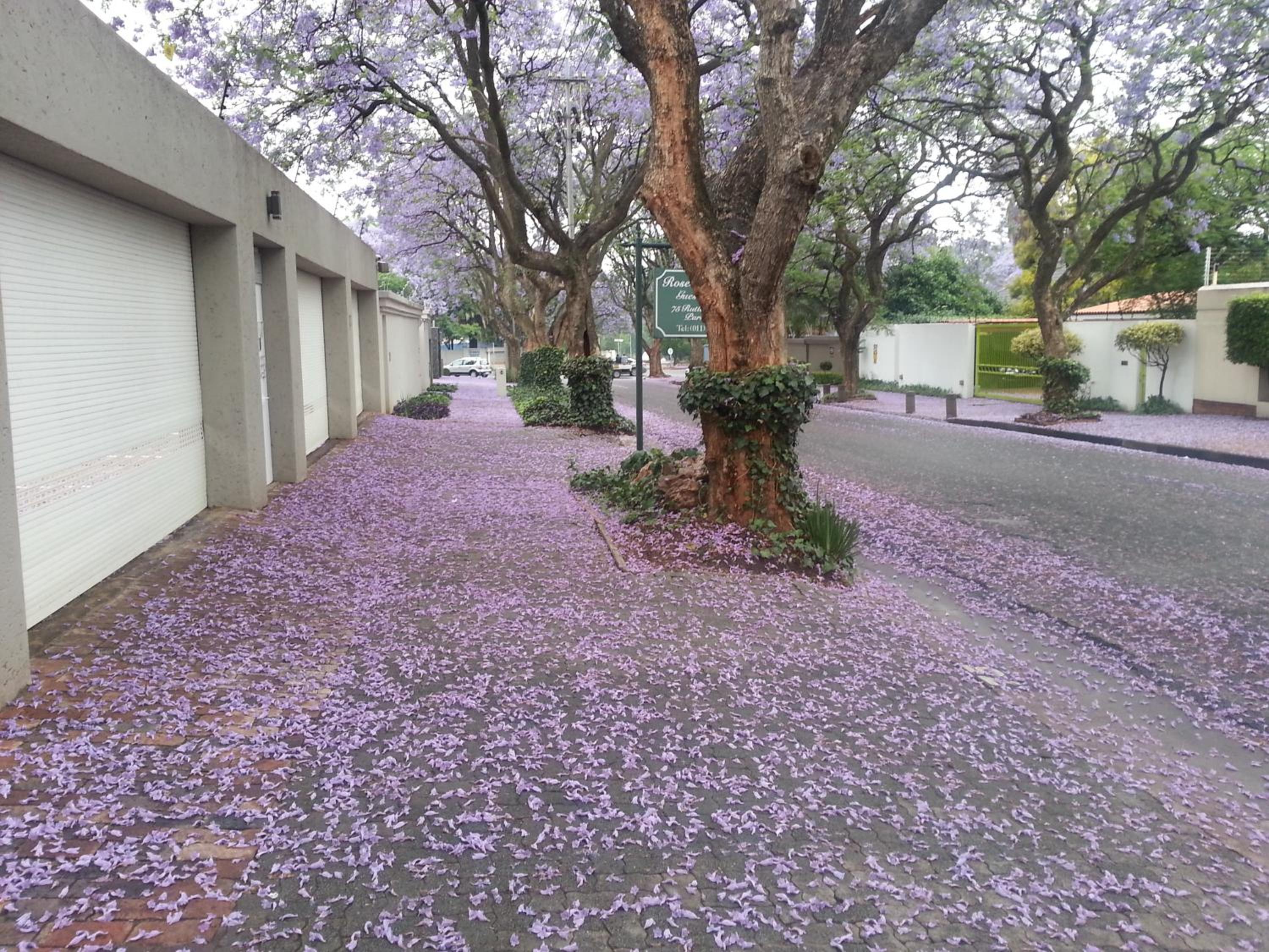 Rosebank Lodge Guesthouse by Claires