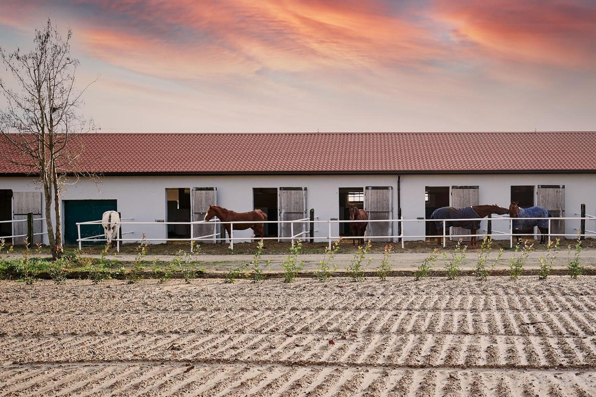 Brussa Horse Oasi view 3