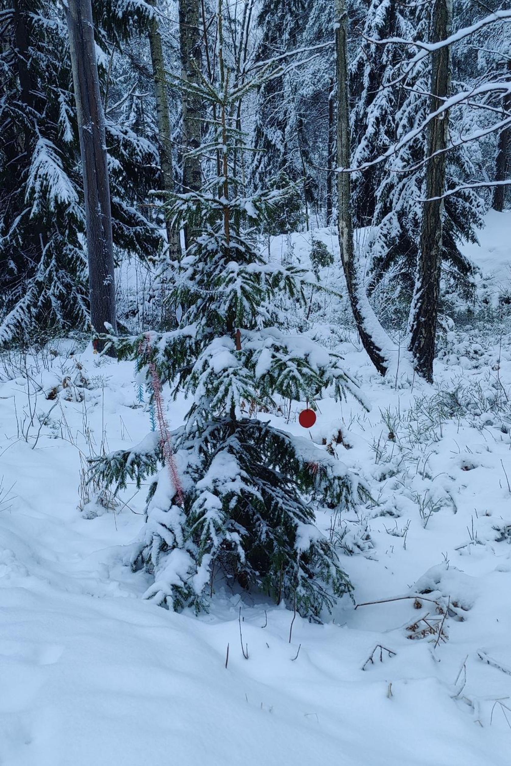Pinjakoti