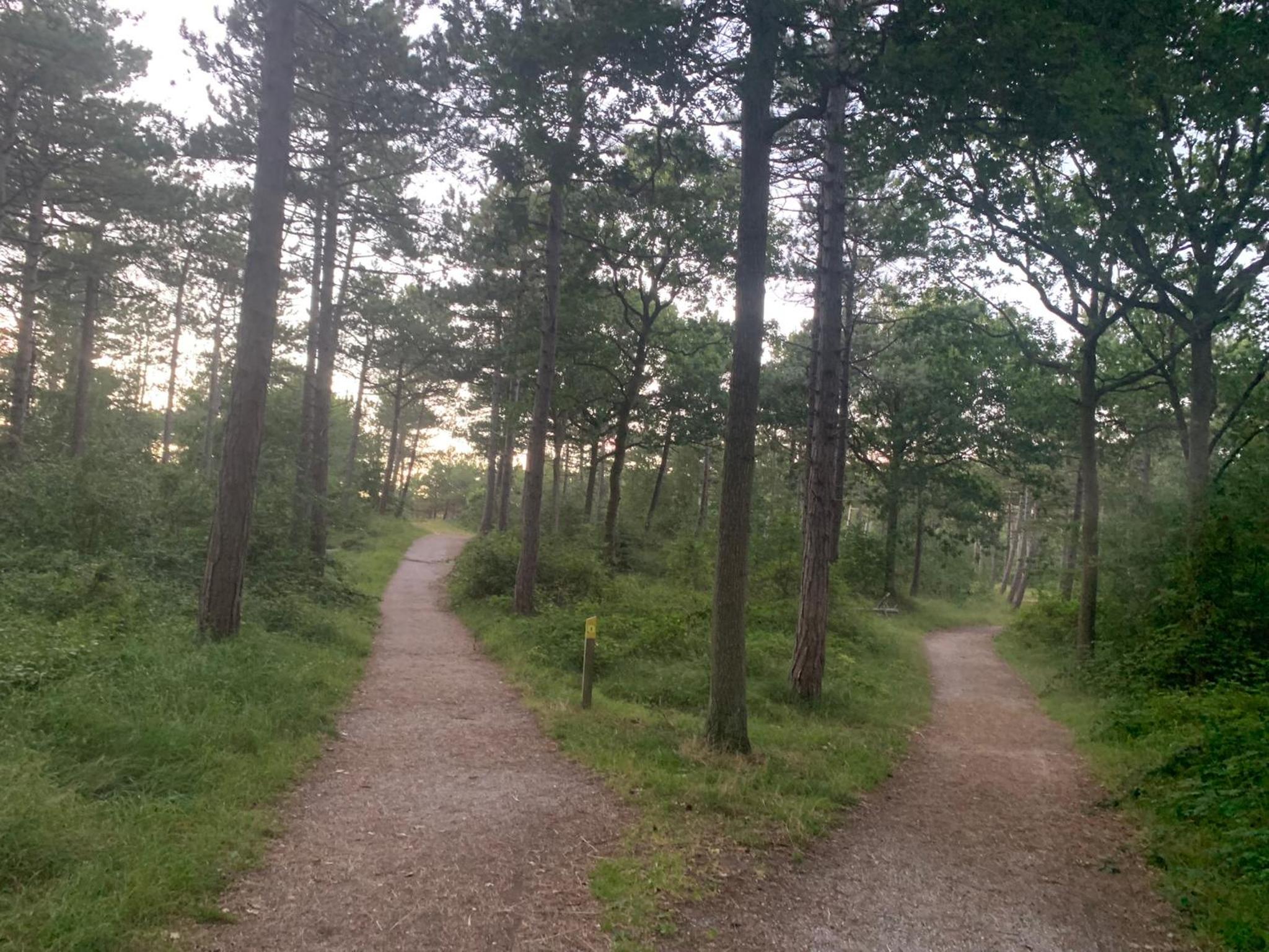 Balsemientexel