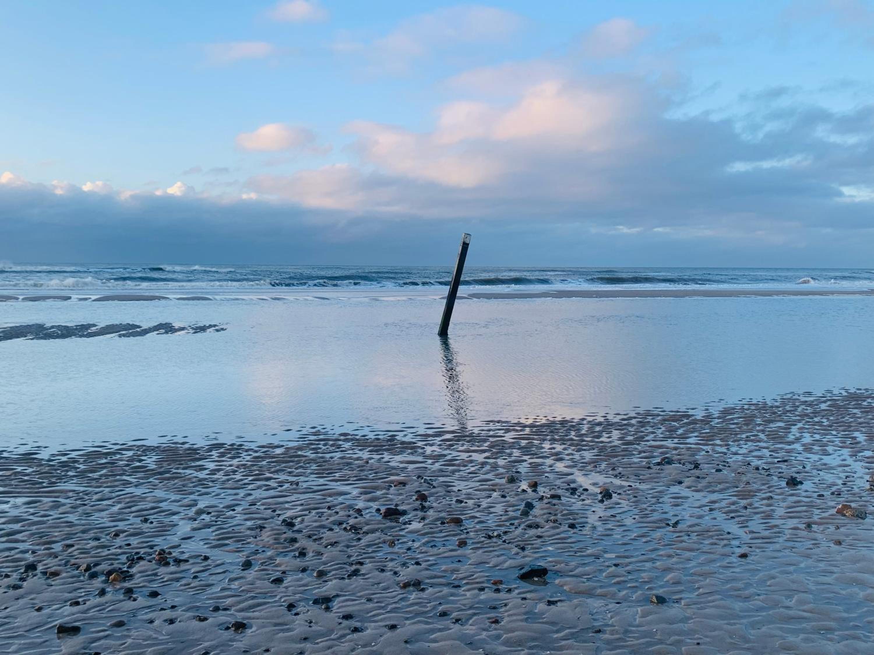 Balsemientexel