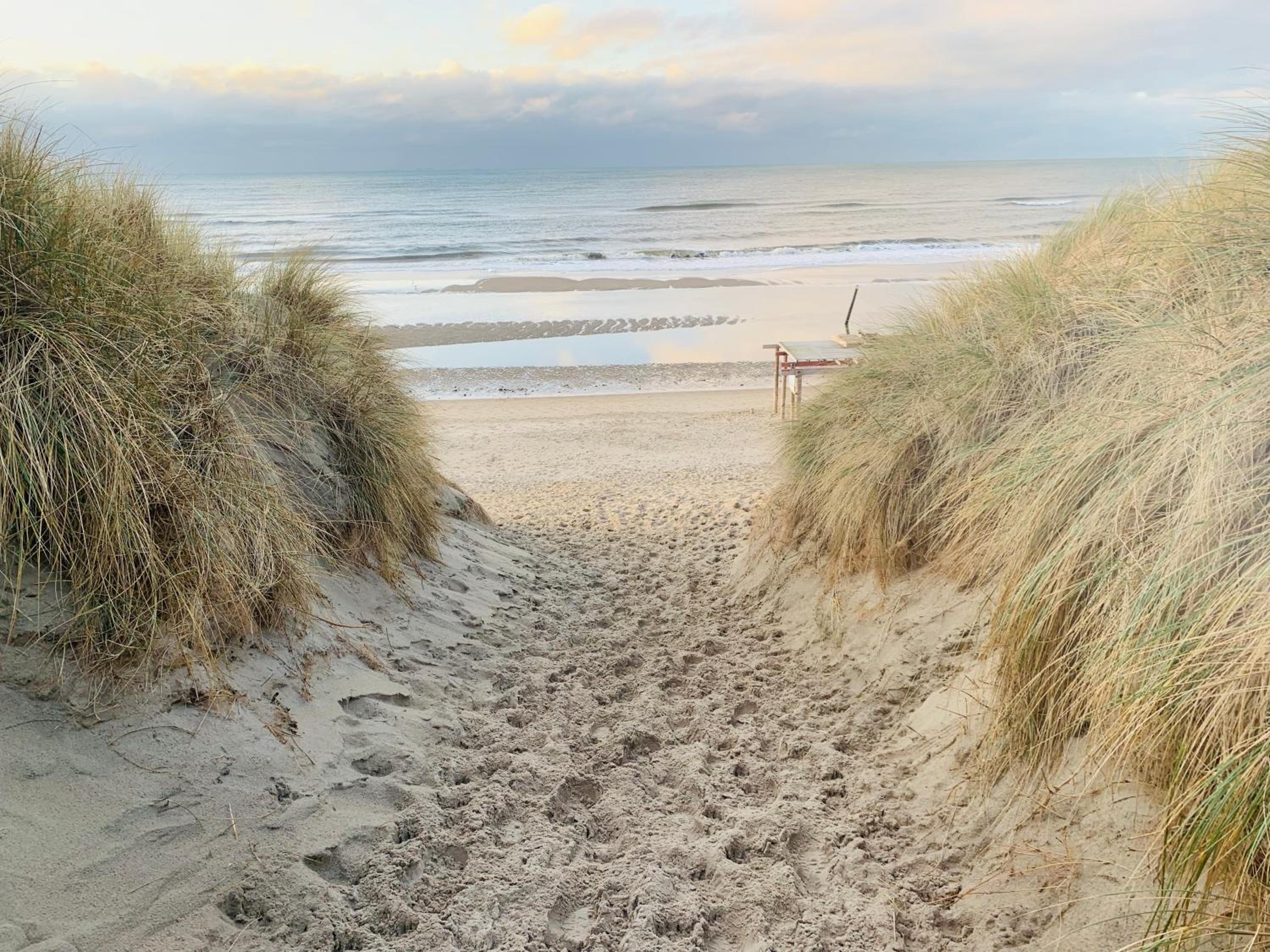 Balsemientexel