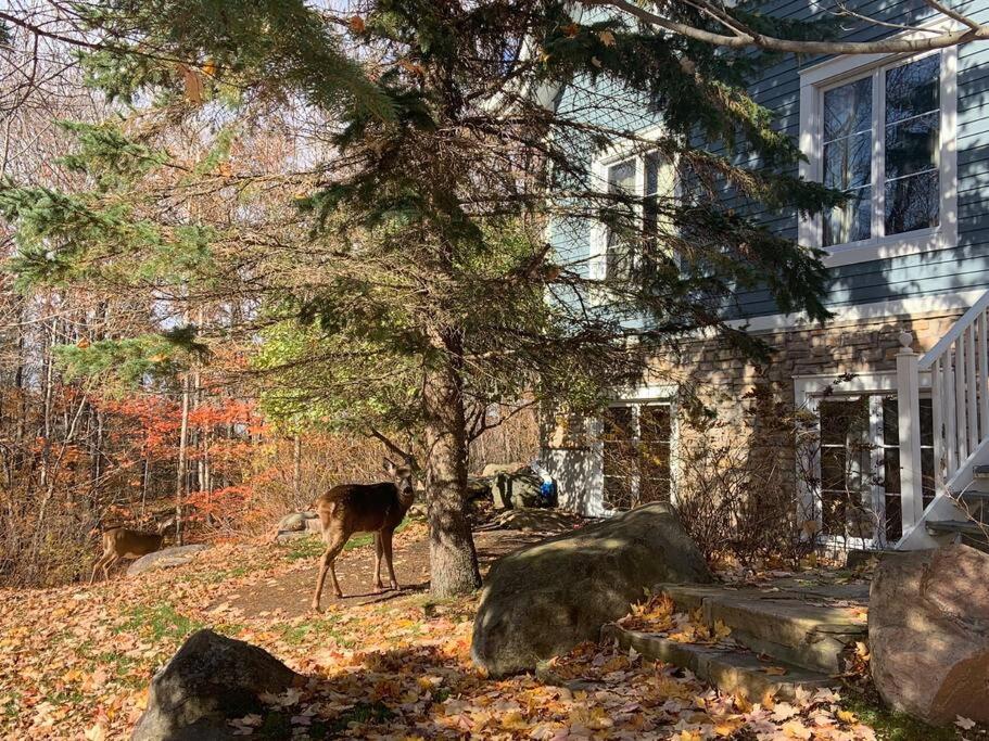 Chalet-Style Condo - 5 minutes to Lifts and village!