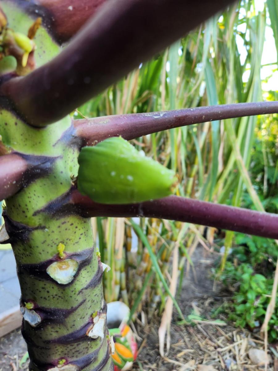 Palm Springs Vacations - Crashpod Hostel - Property Image 28